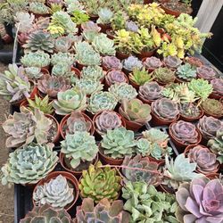 Echeverias & Succulent 
