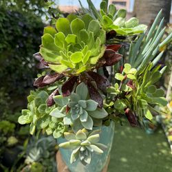 Very Pretty Plants 