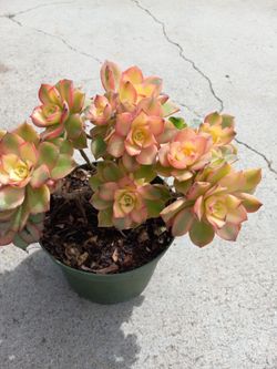 Kiwi succulent Plant 6.00 dlls
