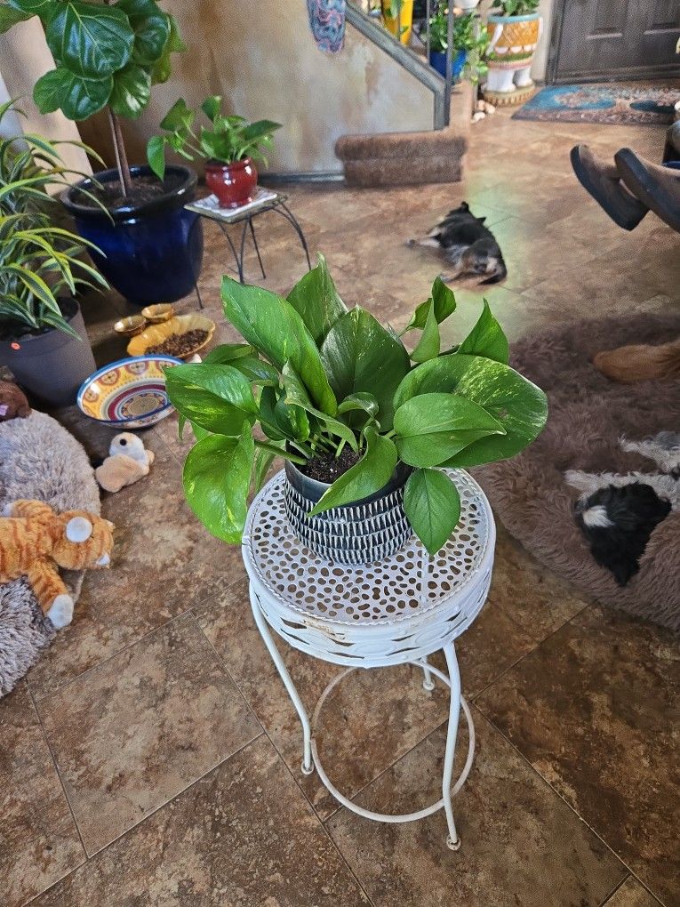 Pothos In New 6in Ceramic Pot With Drainage