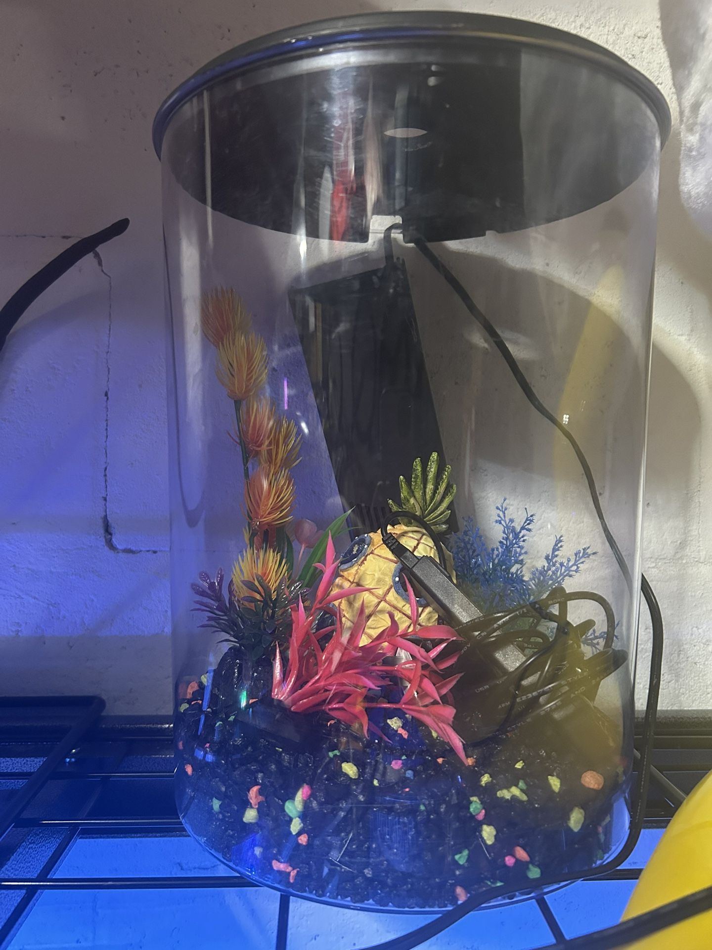 2 Gallon Fish Tank Setup