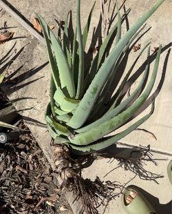 Eatable Big healthy aloe Vera plant with root