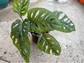 Monstera Swiss cheese giant leaf