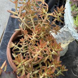 Succulent Arrangements Of Different Varieties Or Solid Arrangements 