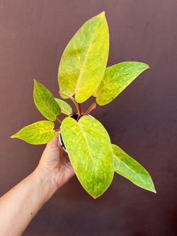4” painted lady philodendron