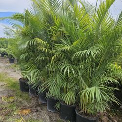 arecas over 8 feet tall Instant privacy Hedge  for fence  