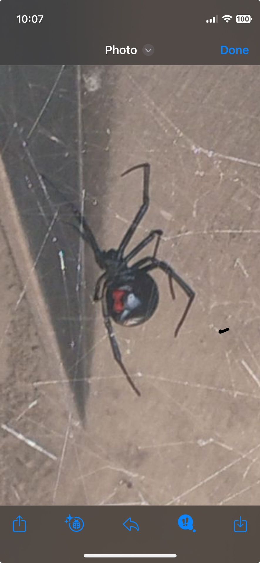 Black widow Spider