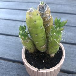 Cactus In Ceramic Pot For Mother’s Day 