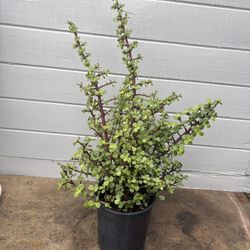 Elephant Succulent Plant 