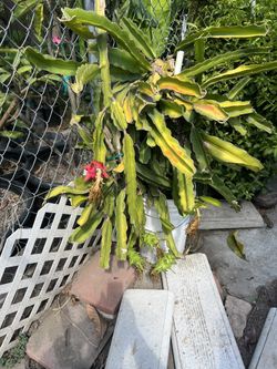Dragon Fruit 