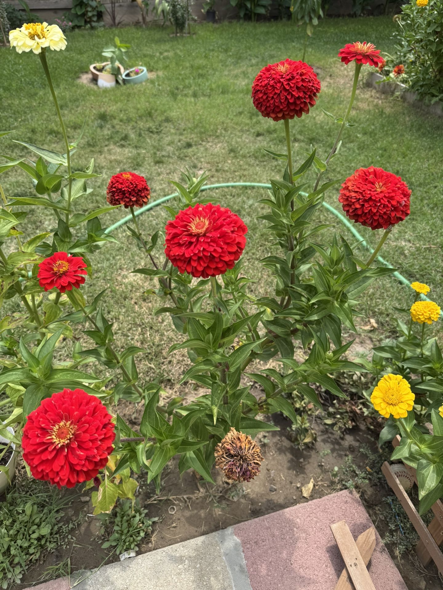 Zinnia Flowers 