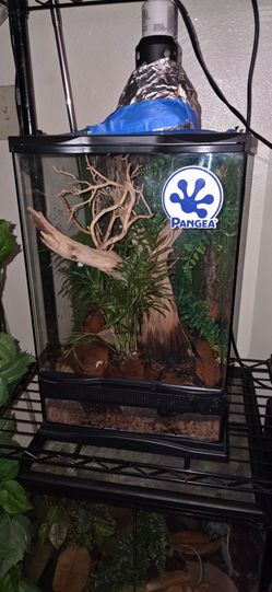 Tokay Gecko Reptile tank