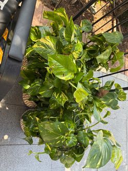 Houseplant