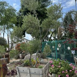 Fruitless Olive Topiary Bonsai Tree 36” Box 