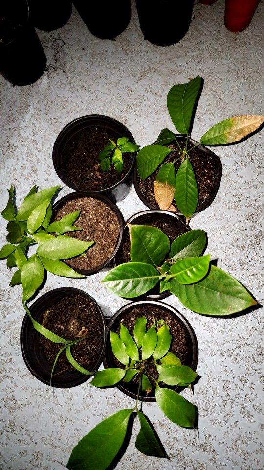 Tropical Fruit Trees Starter Pack