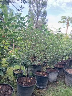 Gardenia trees Sale! 15gl $85🌸