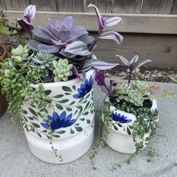 Mothers Day Succulent Gift