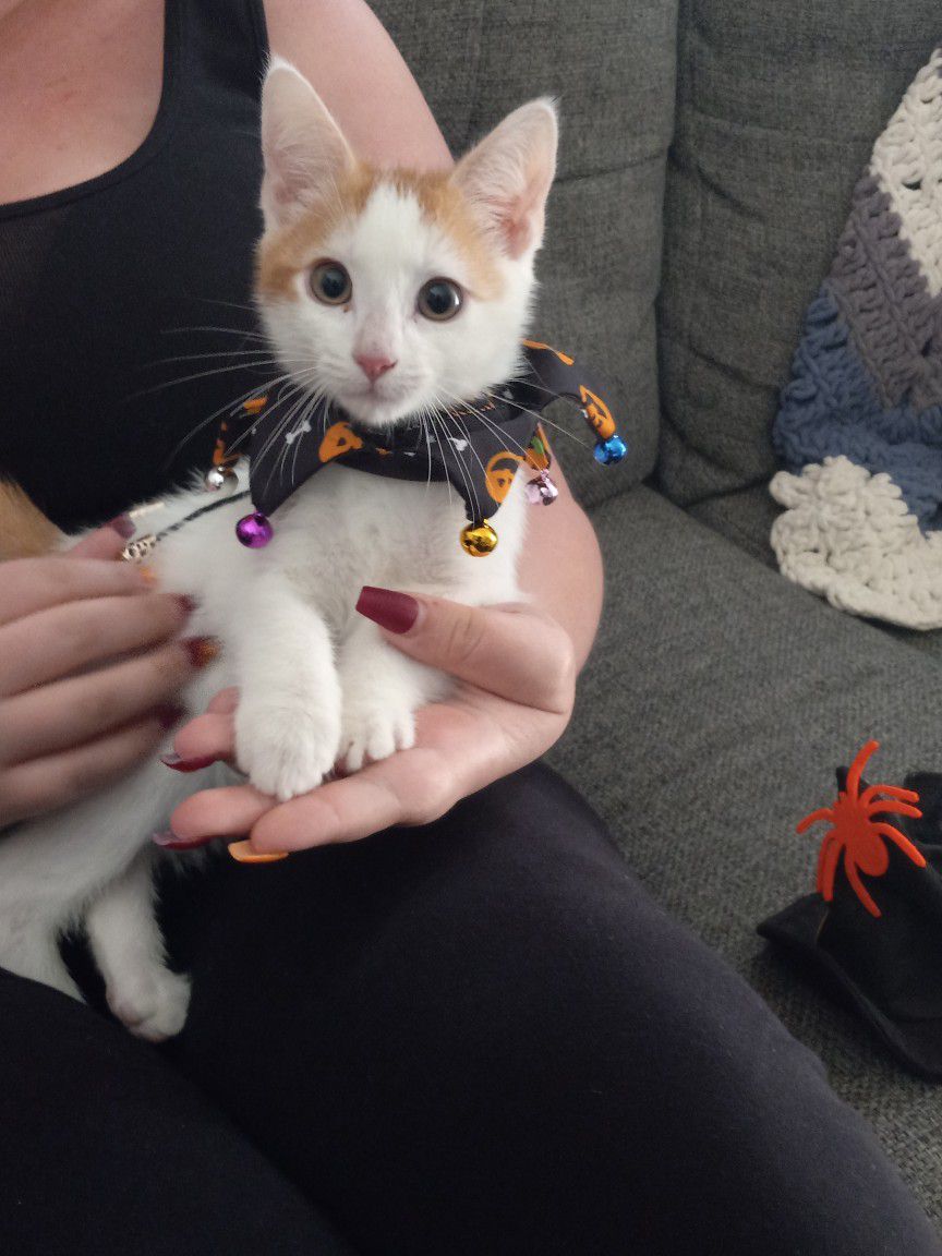 Cat Costume For Halloween