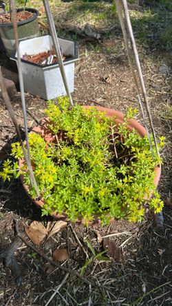 Plants