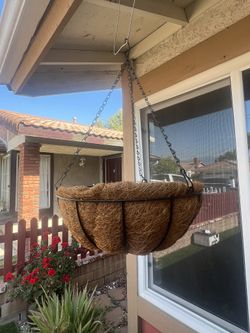 Plant Flower Pot