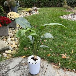 Houseplant Bird Of Paradise