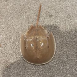 Horseshoe crab shell