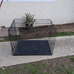 Dog Tent 