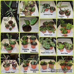 LIVE PLANTS! - succulents and cactus