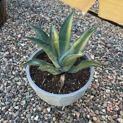 Agave in Decorative Pot