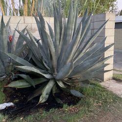 Maguey 