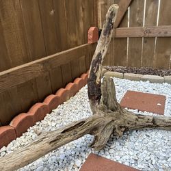 Drift Wood