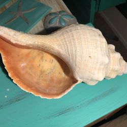 Xl horse conch natural peach color