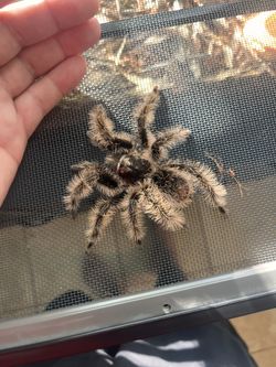 Zoo Med Creature Tank