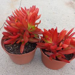 Succulents Nice Plants 5.00 dlls