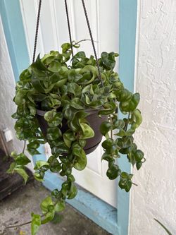 Indu Rope Hoya plant large size