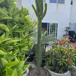Large Ocotillo Plant