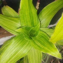 Callisia Fragrans Aka Basket Plant