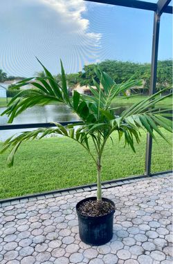 christmas palm adonidia merrillii (7 gallon)