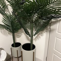 Set Of 2 Plants 