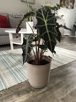 $65 Live indoor plants Alocasia pick up Gahanna