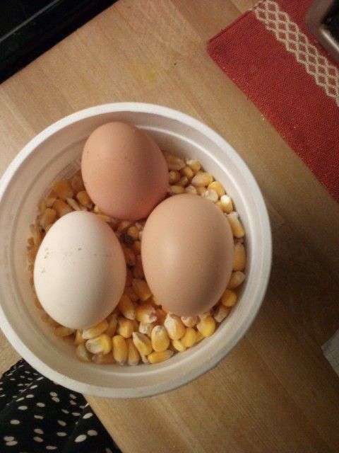 Fresh Farm Egg