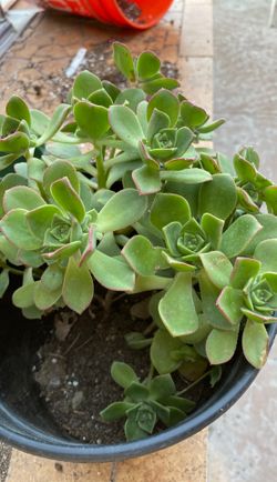 Kiwi succulent aoenium