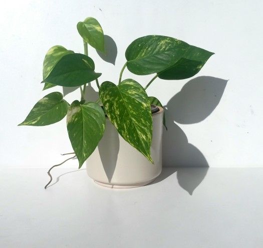 Lush High Variegation Variegated Pothos Money Plant/ House Plant/ Indoor Plant Flower Patio 