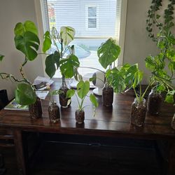 Monstera collection, 8 plants