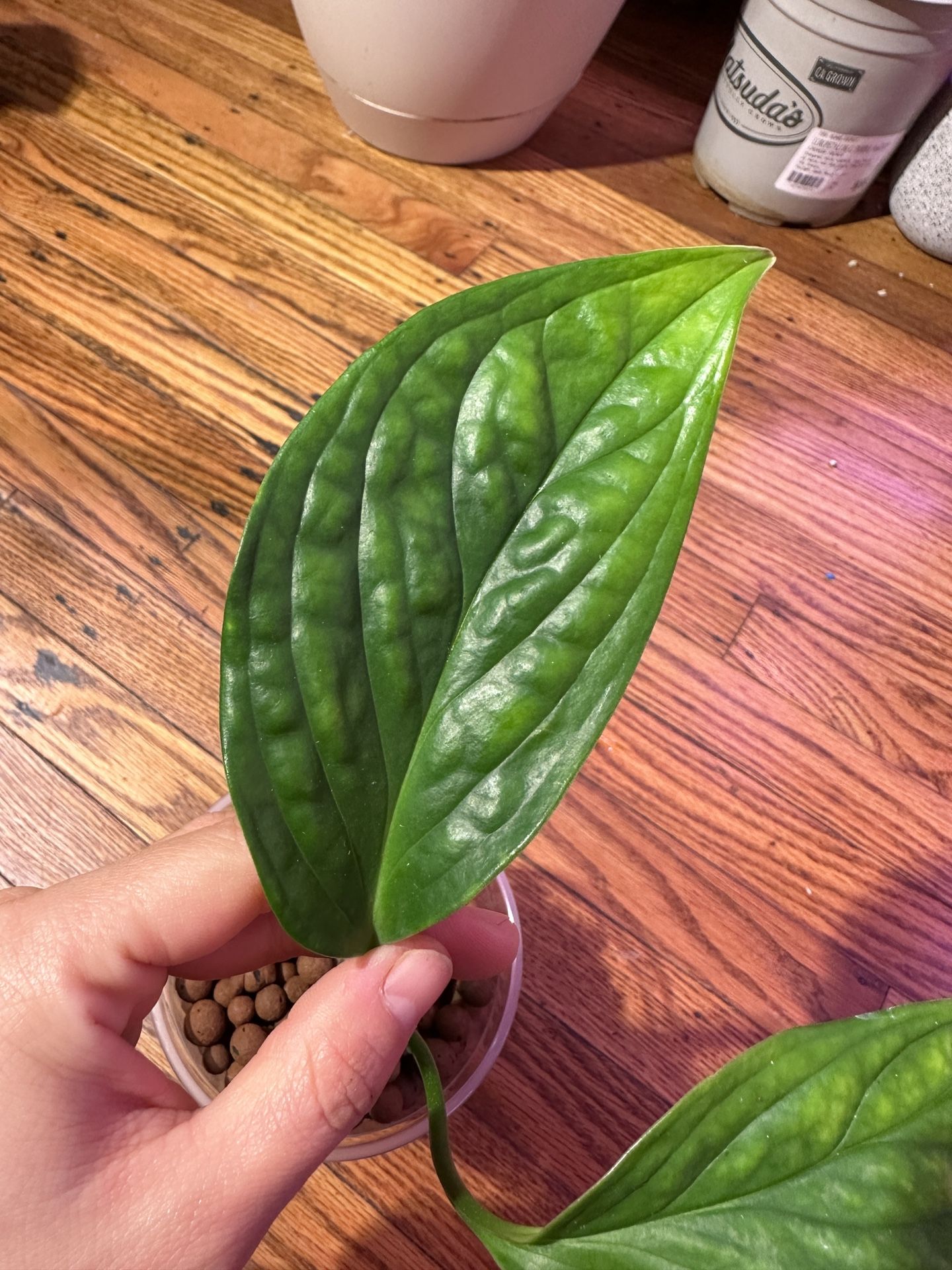 Monstera Pinnatipartita Plant