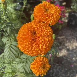 Cempasuchil Flor / Marygold Flower