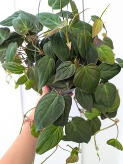 Philodendron Mican Plant 6" Pot - Indoor House Plants