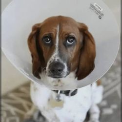Animal E-Collar / Recovery Cone