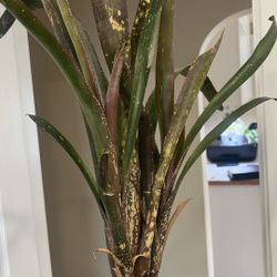 Potted Indoor Plant (Bromeliad)