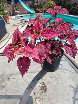 Beautiful Coleus plant